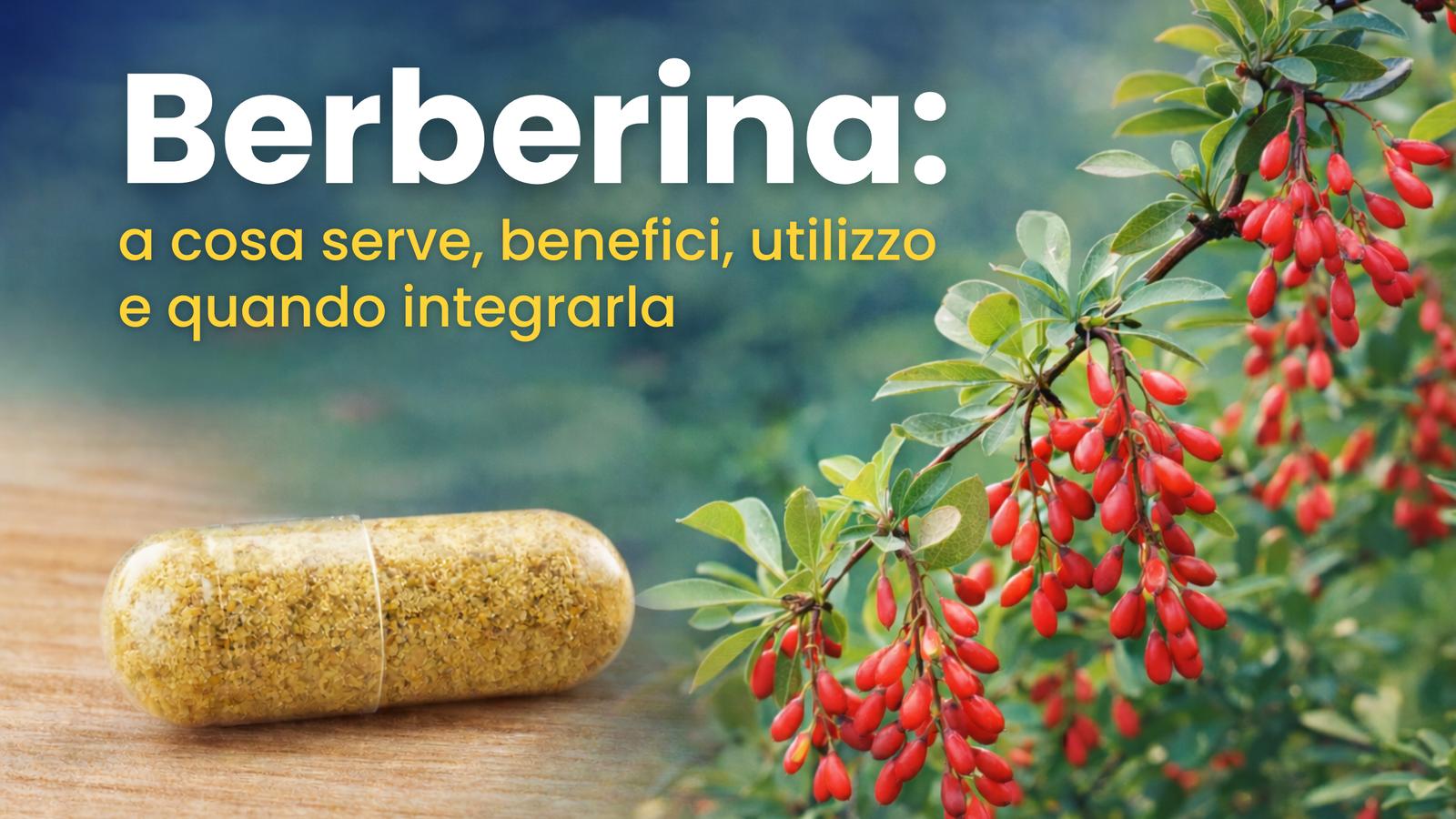 Berberina: a cosa serve, benefici, utilizzo e quando integrarla – integratore naturale da Berberis aristata